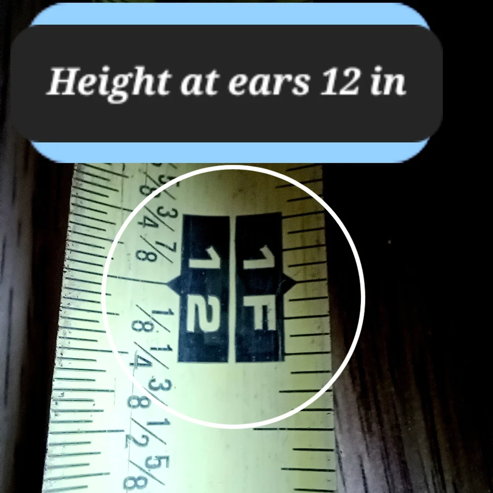 Black Cat Soft faux fur w/ iridescent rainbow gold eyes plush pillow - Picture 3 of 6